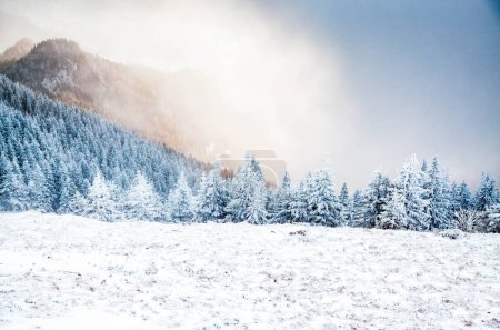 Photo for Winter landscape with snowy fir trees in the mountains - Royalty Free Image