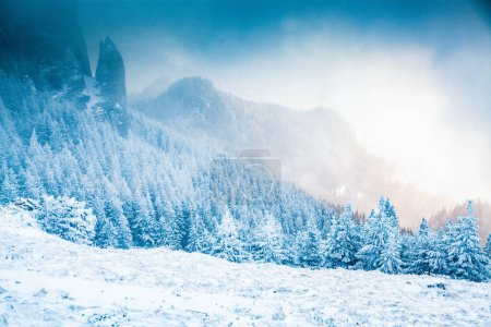 Téléchargez les photos : Paysage hivernal avec sapins neigeux dans les montagnes - en image libre de droit