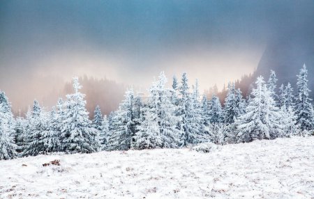 Téléchargez les photos : Paysage hivernal avec sapins neigeux dans les montagnes - en image libre de droit