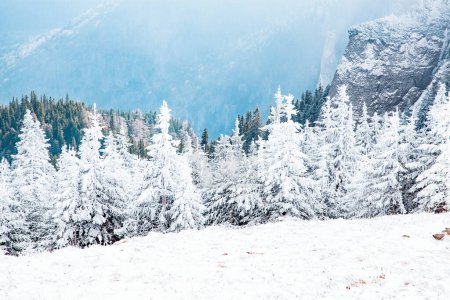 Foto de Paisaje invernal con abetos nevados en las montañas - Imagen libre de derechos