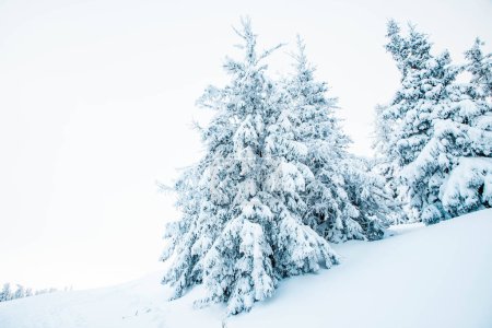 Foto de Increíble paisaje de invierno con abetos nevados - Imagen libre de derechos