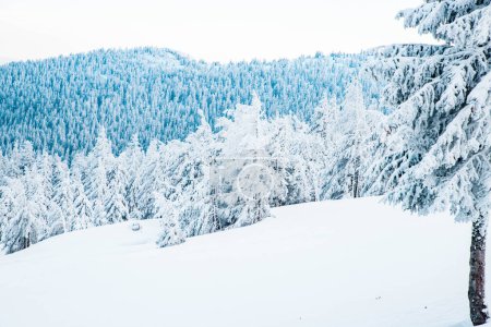 Téléchargez les photos : Paysage hivernal incroyable avec des sapins neigeux - en image libre de droit