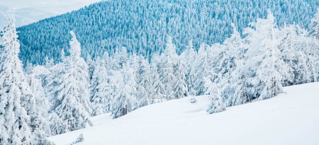 Foto de Increíble paisaje de invierno con abetos nevados - Imagen libre de derechos
