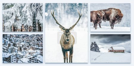 Téléchargez les photos : Collection de scènes d'hiver magiques, chalets de montagne, cerfs nobles, sapins neigeux - images originales à trouver dans ma galerie - en image libre de droit