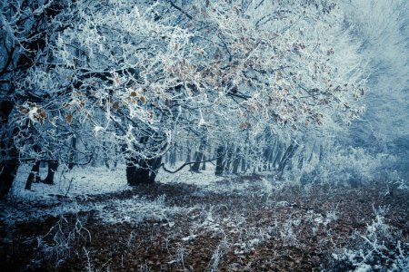 Foto de Árboles cubiertos de heladas en invierno - Imagen libre de derechos