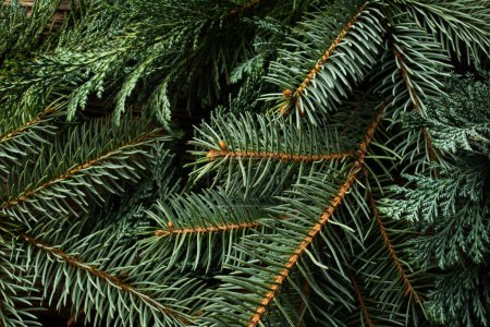 Foto de Ramas de abeto verde para fondo de Navidad - Imagen libre de derechos