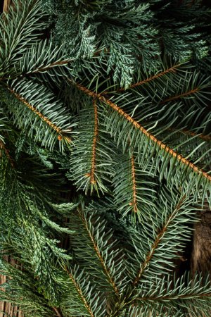 Téléchargez les photos : Branches de sapin vert pour fond de Noël - en image libre de droit