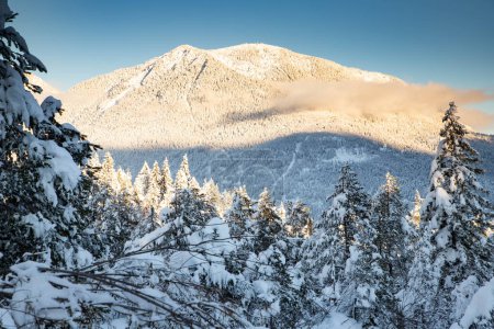 Téléchargez les photos : Paysage de montagne hivernal dans les Alpes avec sapins enneigés - en image libre de droit