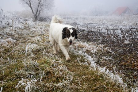 Foto de Perro blanco en la escena de invierno congelado - Imagen libre de derechos