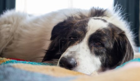 Foto de Lindo perro en la cama en casa - Imagen libre de derechos