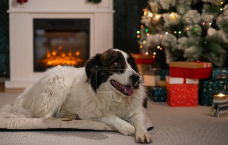 Téléchargez les photos : Heureux chien blanc devant l'arbre de Noël - en image libre de droit