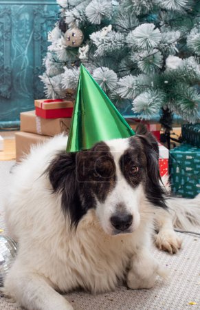 Foto de Feliz blanco partido perro celebrando el Año Nuevo - Imagen libre de derechos