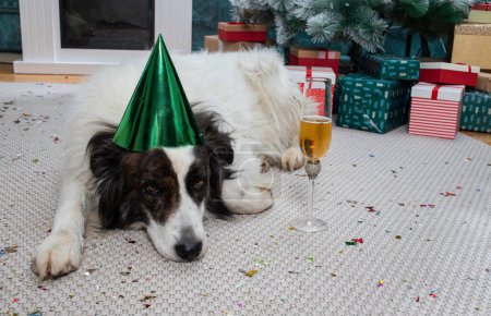 Foto de Feliz blanco partido perro celebrando el Año Nuevo - Imagen libre de derechos