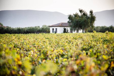 Téléchargez les photos : Petite maison sur une exploitation viticole - en image libre de droit