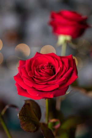 Photo for Red rose for Valentine background - Royalty Free Image
