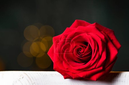 Foto de Rosa roja para fondo de San Valentín - Imagen libre de derechos
