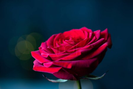 Foto de Rosa roja para fondo de San Valentín - Imagen libre de derechos