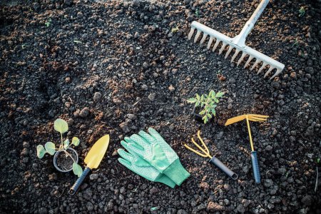 Foto de Jardinería orgánica herramientas de fondo y plántulas en la tierra - Imagen libre de derechos