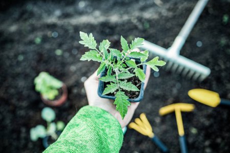 Téléchargez les photos : Outils d'arrière-plan de jardinage biologique et semis sur terre - en image libre de droit