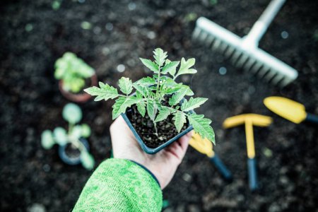 Téléchargez les photos : Outils d'arrière-plan de jardinage biologique et semis sur terre - en image libre de droit