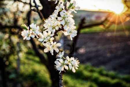 Foto de Ciruelos florecientes en primavera - Imagen libre de derechos