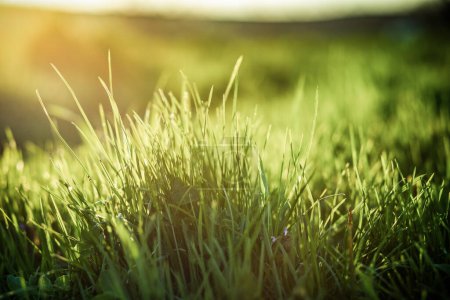 Téléchargez les photos : Herbe verte fond d'été faible profondeur de champ - en image libre de droit