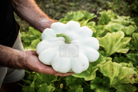 Téléchargez les photos : Agriculteur cueillette de courge pattypan dans une ferme biologique - en image libre de droit