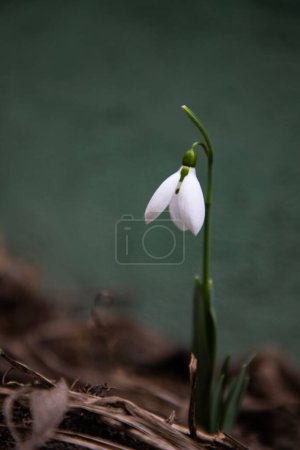 Photo for Bunch of snowdrops in early spring - Royalty Free Image