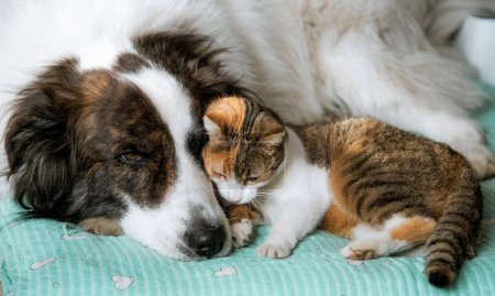 mignon petit chien et chat au lit