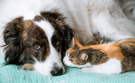 Niedliche kleine Hund und Katze im Bett