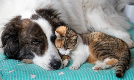 Niedliche kleine Hund und Katze im Bett