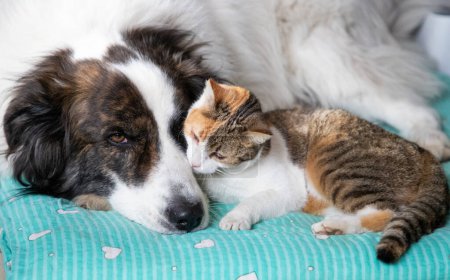 mignon petit chien et chat au lit