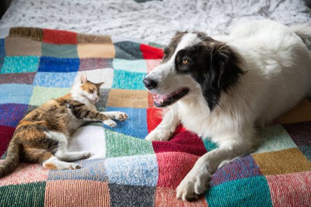 Foto de Lindo perrito y gato en la cama - Imagen libre de derechos