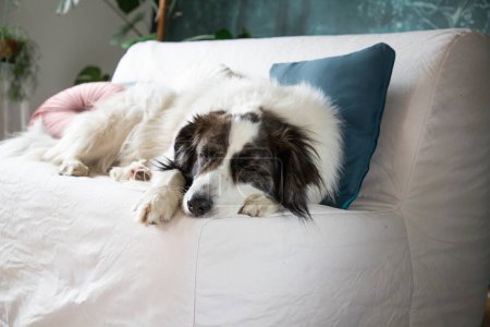 Foto de Lindo perro blanco en la cama - Imagen libre de derechos