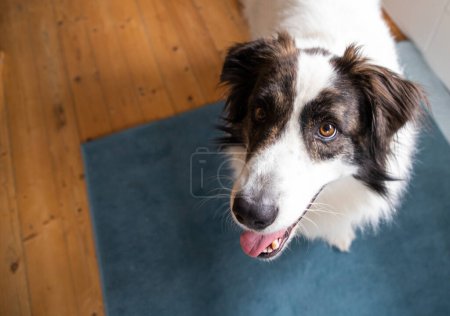 Téléchargez les photos : Mignon chien blanc jouer à la maison - en image libre de droit