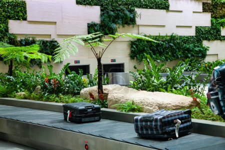 Téléchargez les photos : Zone de réclamation de bagages avec des plantes tropicales à l'aéroport - en image libre de droit