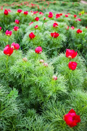 Photo for Red steppe peonies (Paeonia tenuifolia) - Royalty Free Image