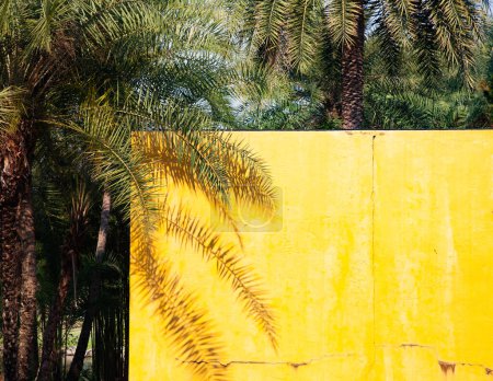 Photo for Palm trees and yellow wall with copy space - Royalty Free Image