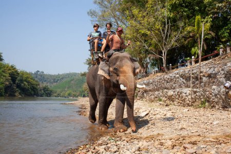 Téléchargez les photos : CHIANG RAI, THAILAND- FÉVRIER 2019 : Camp d'équitation d'éléphants près de Chiang Rai, Thaïlande - en image libre de droit