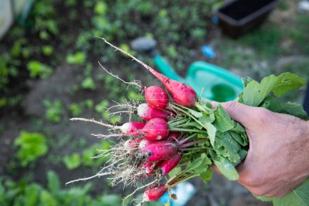 Téléchargez les photos : Radis rouges biologiques fraîchement récoltés dans le jardin - en image libre de droit