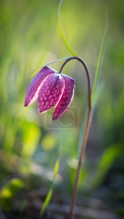 Photo for Endangered wild Chess Flower (Fritillaria meleagris) or snake's head fritillary - Royalty Free Image