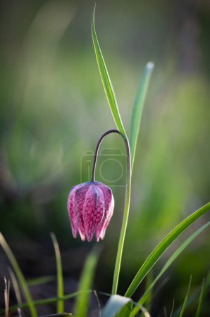 Téléchargez les photos : En voie de disparition Fleur d'échecs sauvage (Fritillaria meleagris) ou tête de serpent fritillaire - en image libre de droit