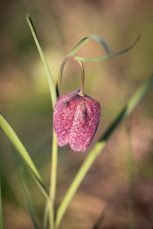 en voie de disparition Fleur d'échecs sauvage (Fritillaria meleagris) ou tête de serpent fritillaire