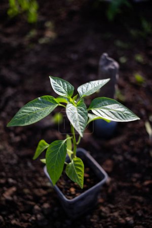 Foto de Plántulas de pimiento ecológico verde listo para la plantación - Imagen libre de derechos