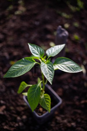 Photo for Green organic pepper seedlings ready for planting - Royalty Free Image