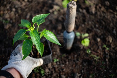 Foto de Plántulas de pimiento ecológico verde listo para la plantación - Imagen libre de derechos