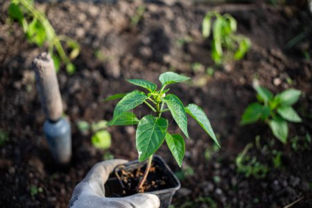 Téléchargez les photos : Semis de poivre vert biologique prêts à être plantés - en image libre de droit