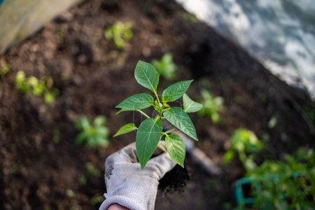 Téléchargez les photos : Semis de poivre vert biologique prêts à être plantés - en image libre de droit