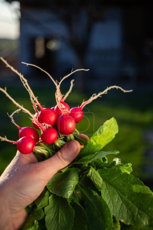 Téléchargez les photos : Radis rouges biologiques fraîchement récoltés dans le jardin - en image libre de droit