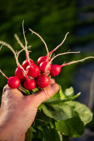 Photo for Organic red radishes freshly collected from garden - Royalty Free Image